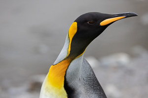 Königspinguin