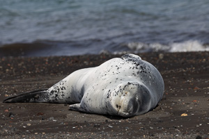 Deception Island