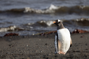 Deception Island