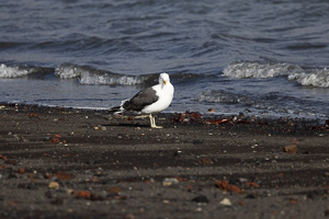 Deception Island