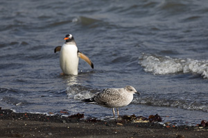 Deception Island