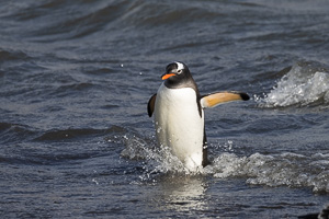 Deception Island