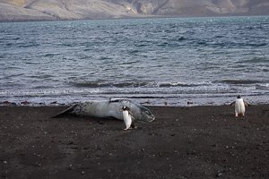 Deception Island