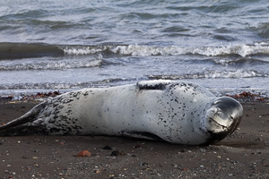 Deception Island