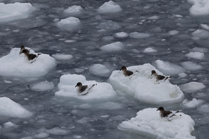Antarktis-Sturmvögel
