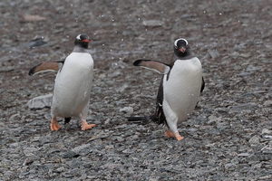Begruessungskomitee auf Danco Island