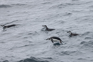 Zügelpinguine