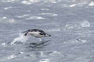 Zügelpinguin