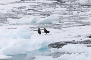 Skua Horseshoe Island