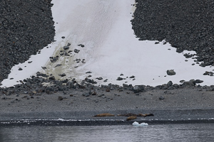 Jenny Island - See-Elefanten