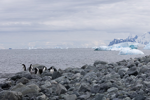 Purquoi Pas - Lainez Point