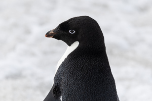 Adelie-Pinguin