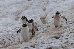 Pinguin-Highway
