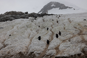 Pinguin-Highways