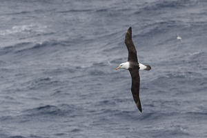 Schwarzbrauen-Albatros