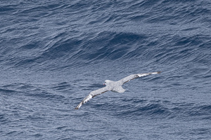 Peter-I Island, dahinter der Northeast-Gletscher