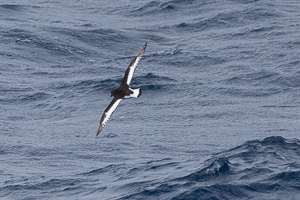 Antarktis-Sturmvogel