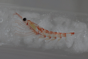 Krill