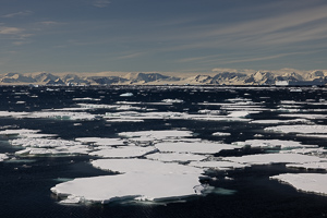 Meereis in der Marguerite Bay