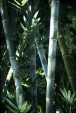 bambusk