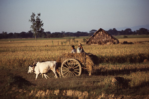 Ochsenkarren