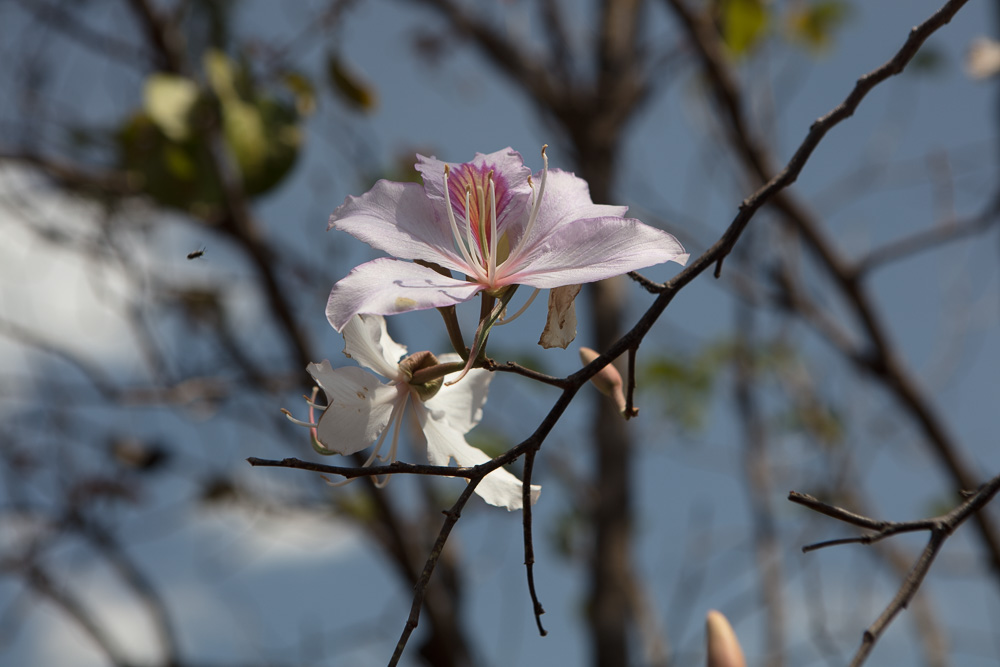 Kayah - Teak-Blüte