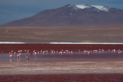 Laguna colorado