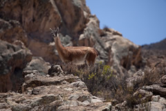 Guanaco