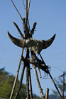 TNarun_IMG_4546
