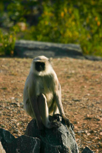Langur