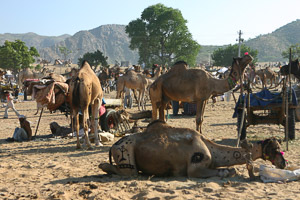 Pushkar