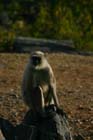 RajBild 156_Langur01_tn