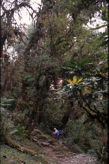 Rhododendron - Wald