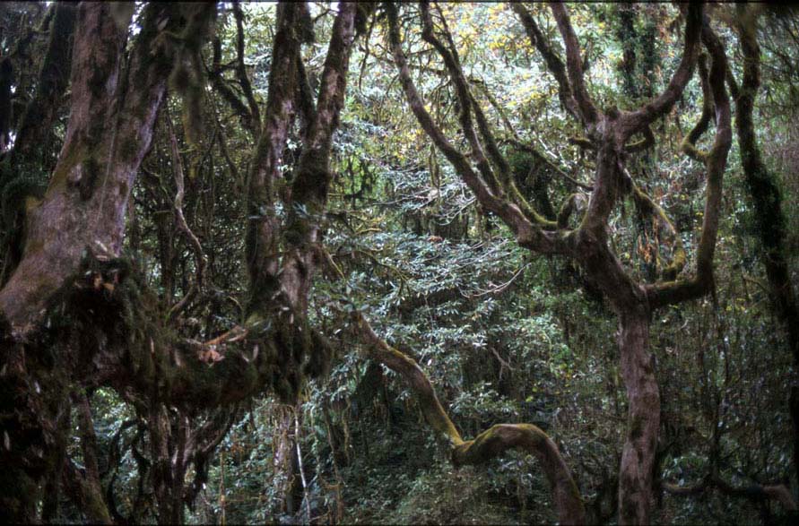 Rhododendron - Wald