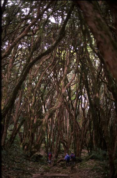 Rhododendron - Wald