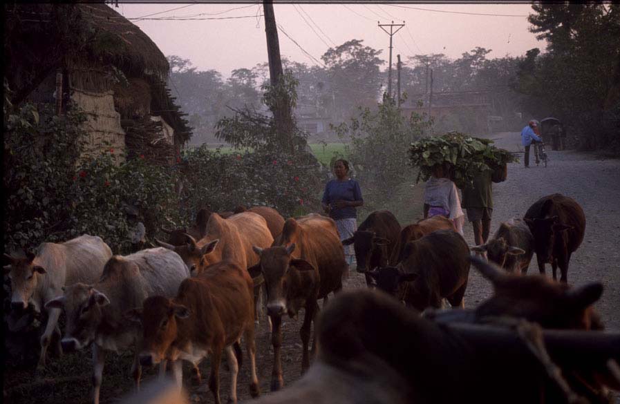 Nepal2001_28Chitwan01