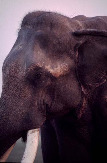 Nepal2001_31Chitwan04Elefant