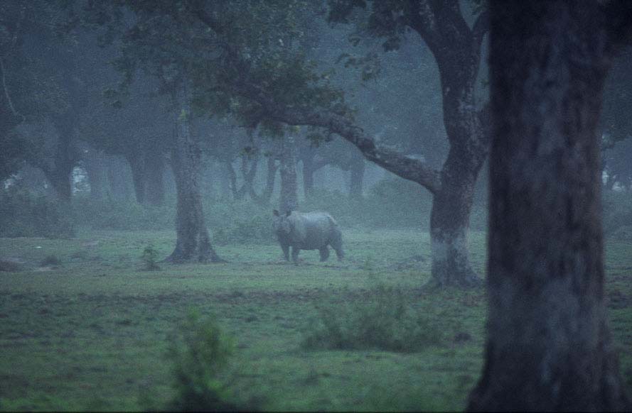 Nepal2001_35Chitwan08Rhino