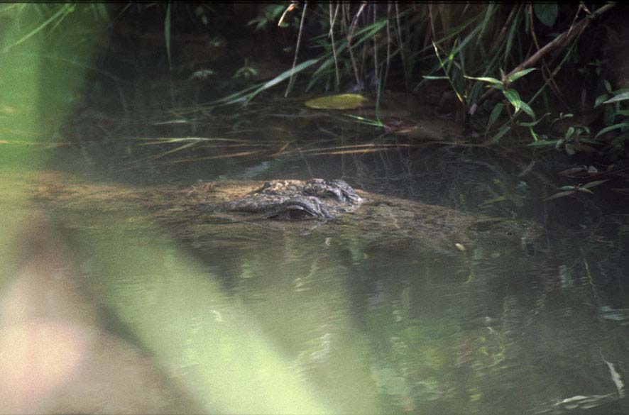 Nepal2001_39Chitwan12Kroko