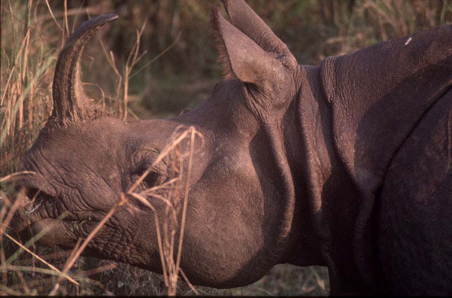 Nepal2001_40Chitwan13Rhino