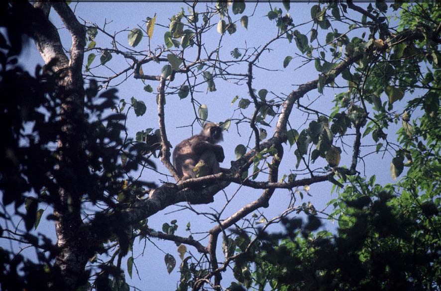 Nepal2001_41Chitwan14Affe