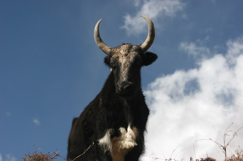 Yak