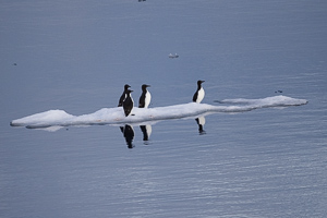 Dickschnabellummen - keine Pinguine