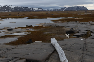 Edgeøya - Gothavika