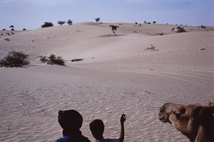 Timbuktu - Kamelausflug