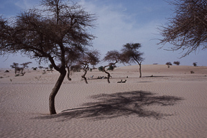 Timbuktu - Kamelausflug