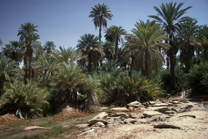 Rachid