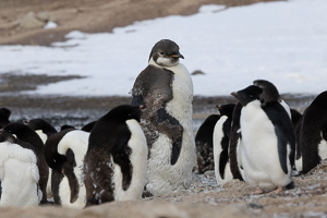 junger Kaiserpinguin, der zusammen mit Adelies mausert