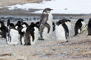 junger Kaiserpinguin, der zusammen mit Adelies mausert
