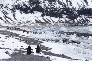 Adelie-Pinguine
